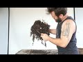 Repotting Series: Large Twisted Cedar Elm