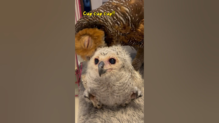 Dimarahin burung hantu gara gara ganggu adiknya! #burunghantu #owl #animalfunny #funny #animal