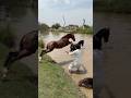 Today I gave the horse a bath in the canal.#horsefarm #minizoo #rehmanchvlogs #germanshepherd