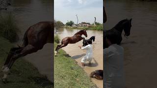 Today I gave the horse a bath in the canal.#horsefarm #minizoo #rehmanchvlogs #germanshepherd