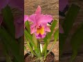 Floração BLC George King