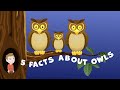 Owl Facts for Kids 🦉 | Fun Animal Facts