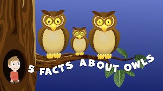 Owl Facts for Kids | Facts about Owls for Kids|Owl Facts |Animal Facts for Kids | Animal Facts |Owls screenshot 3