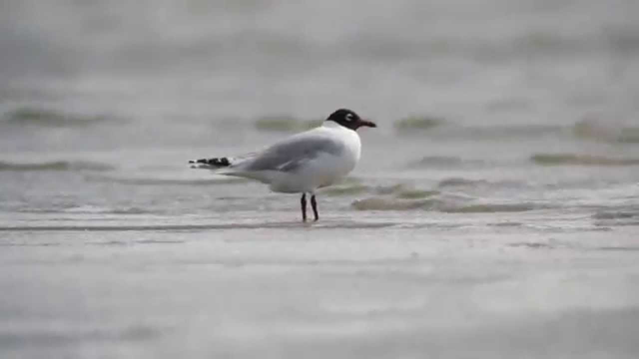 bird watching en español Relict Gull Mongolia 2015