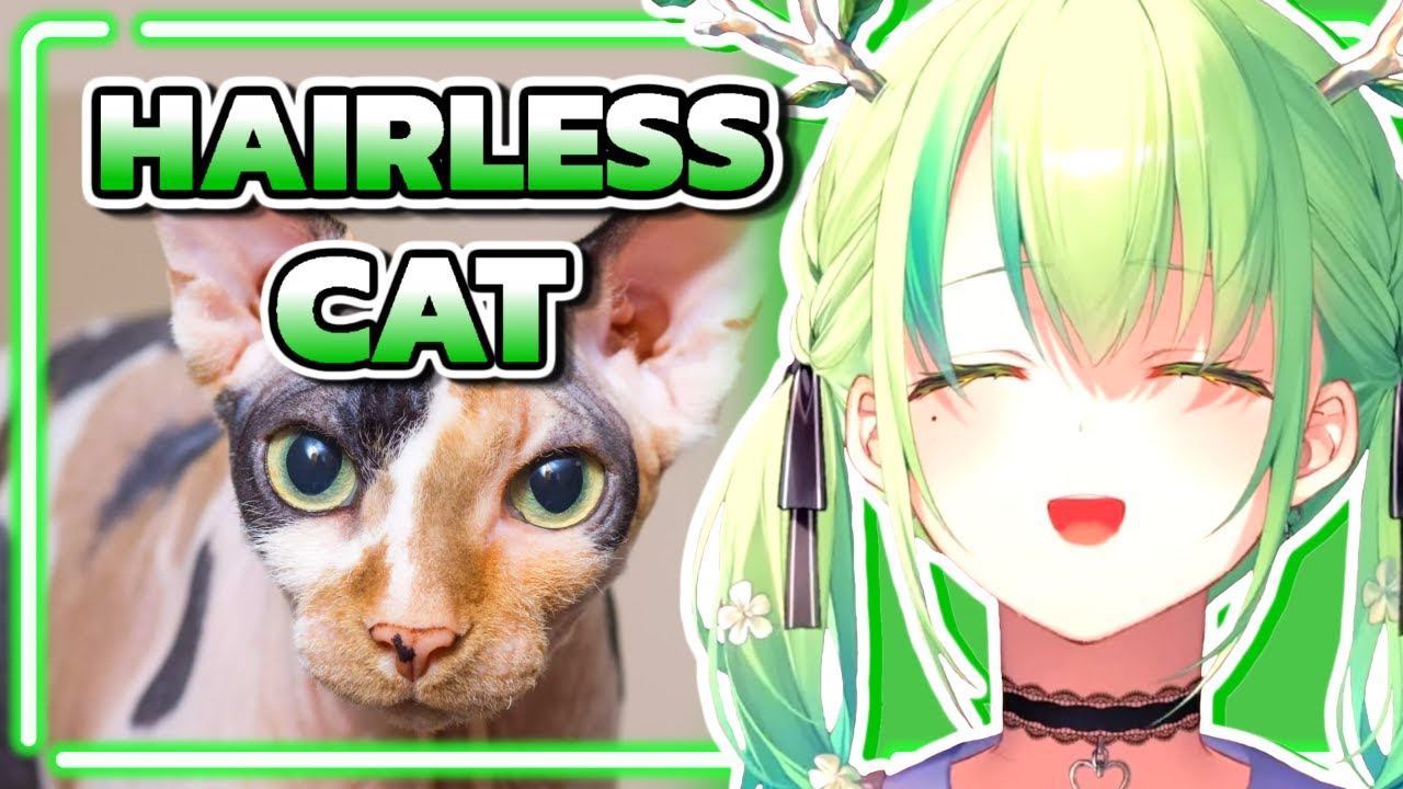 What Does Fauna Think Of Hairless Cats【Minecraft】 YouTube