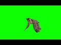 The owl of chrome key // green screen owl 🦉