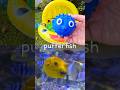 Kids Learn | Sea Animal Names at the Bumblebee Pool: Walrus Sea Otter Bull Shark Pufferfish Seal