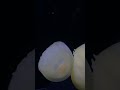 アンバーキャノンボール(仮称) #shorts