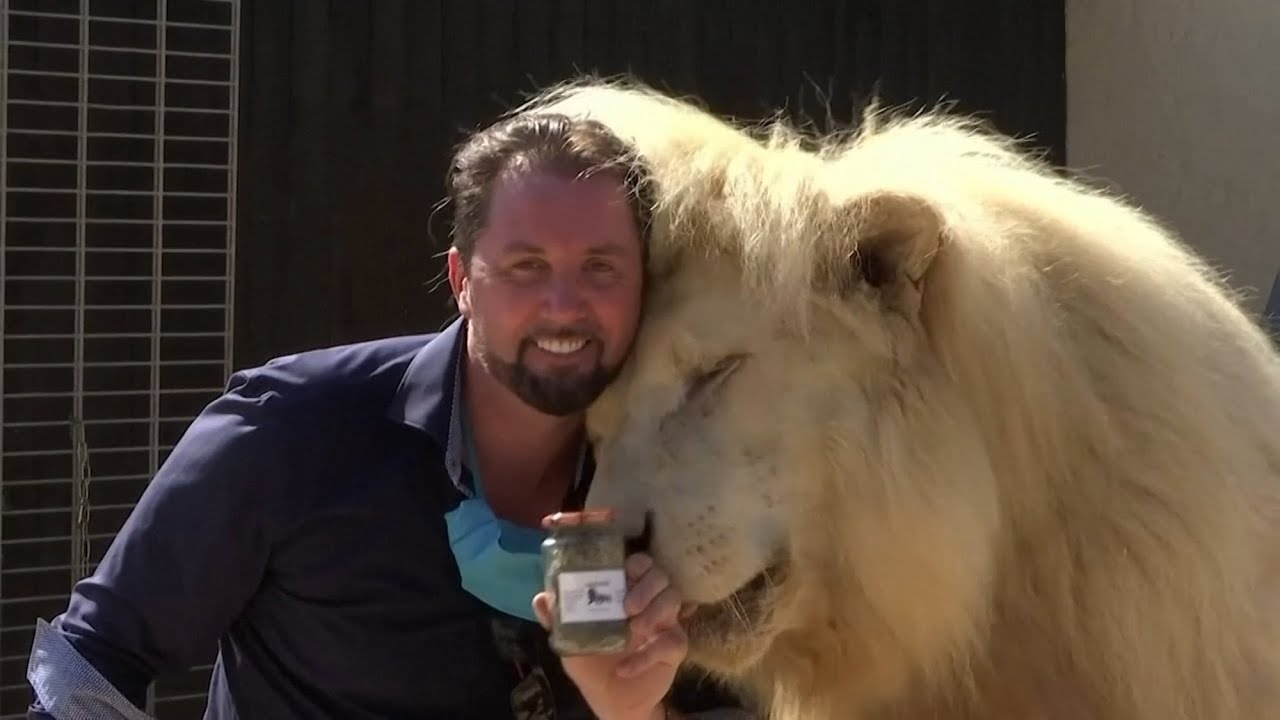 Lion Poo for Sale? Dung Being Sold to Ward Off Unwanted Pests from