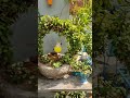 z plant ki top pyari#2026 #nature #terracegardenindia#gardendesign #gardendesign#gardenideas 🙏👍👌✝️🇮🇳