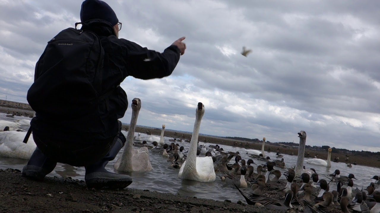 旅行記録　 平内浅所海岸　ちょっと斜めった白鳥おじさん2020