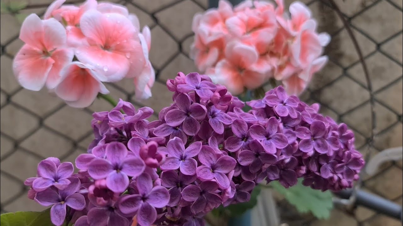 Çiçek Dostum Göçmen Teyzemin Bahçesinden, Çiçekler