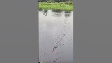 Câu cá lóc - táp phát nào phát đó phê thật #caucaloc #fishing #câulure