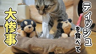 子猫がティッシュを食べて大変な事になりました