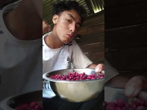 bayberry mukbang