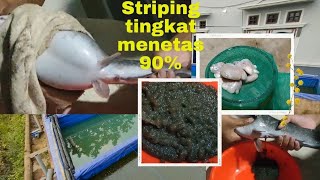 Proses striping atau pemijahan buatan induk LELE sampai menetas jadi benur