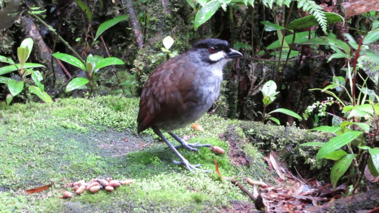Jocotoco Antpitta