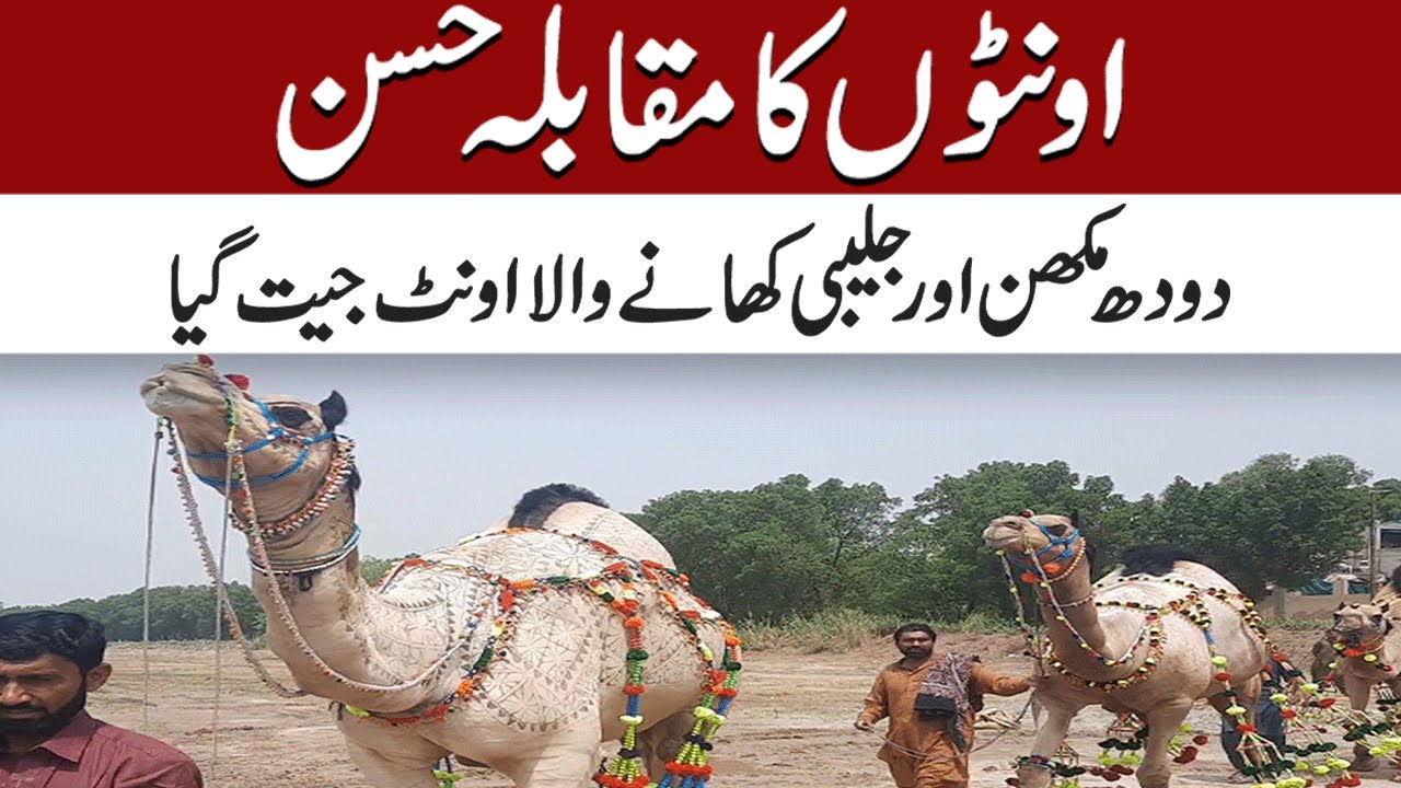 پاکستان کا سب سے مہنگا اور خوبصورت اونٹ