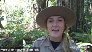 How California State Parks is bringing redwoods into people’s homes