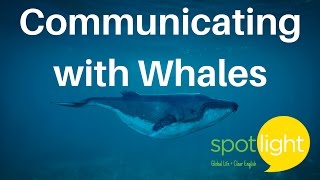 Communicating with Whales | practice English with Spotlight