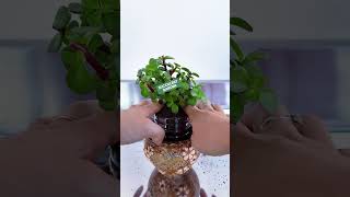 Creative Succulent DIY Ideas You Need to Try! 🌱