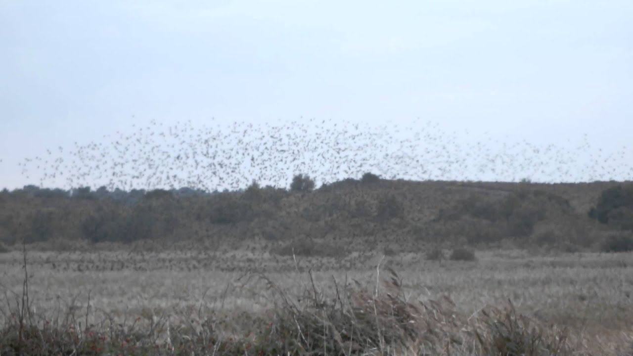 Minsmere Murmuration 3 - YouTube