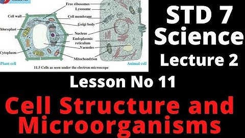 @swatisclasses std 7 lesson number 11 cell structure and microorganisms (lecture 2)