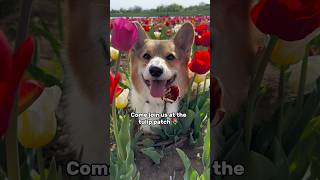 Corgis Go To The Tulip Patch #corgi #dog