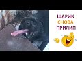 #46 ШАРИК СНОВА ПРИЛИП **ЛУЧШИЕ ПРИКОЛЫ**. **СМЕХ ДО СЛЕЗ**