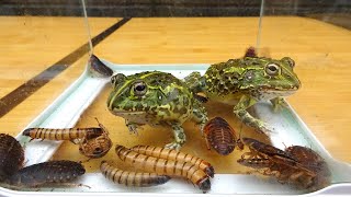 I gave a lot of cockroaches and millworms to Bertznofrog and