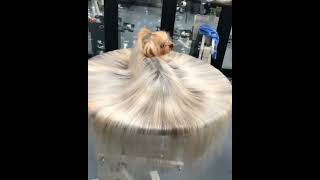 Yorkshire Terrier Long Hair   yorkies_gram