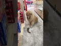 Golden Retriever Trade Time #shorts #dogs