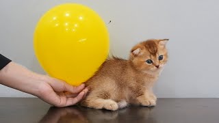 Funny kittens blow balloons 😂 by Chat Drôle 53,968 views 8 months ago 1 minute, 4 seconds