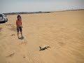 The Ridge Tailed Monitor - Tiny Spiny Tailed Goanna - YouTube
