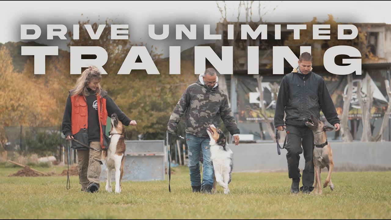 Advanced Dog Training - Thessaloniki