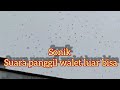 Suara Panggil Walet Super Respon Sonik Mp3 - Mp4 Download