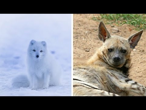 Video: Kaspia hüljes: looma kirjeldus