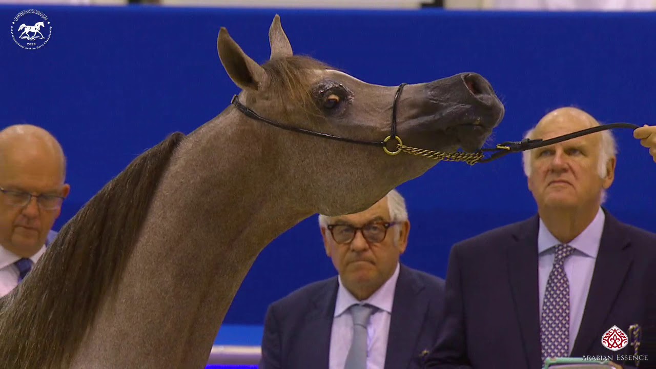 N 42 D JUDI Dubai Arabian Horse Show 2020 Fillies 2 Years Old Class 3 n-42-d-judi-dubai-arabian-horse-show-2020-fillies-2-years-old-class-3