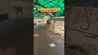 निधिवन वृन्दावन धाम के दिव्य दर्शन आज सुबह के #vrindavan #mathura #nidhivan #bankebihari #shorts