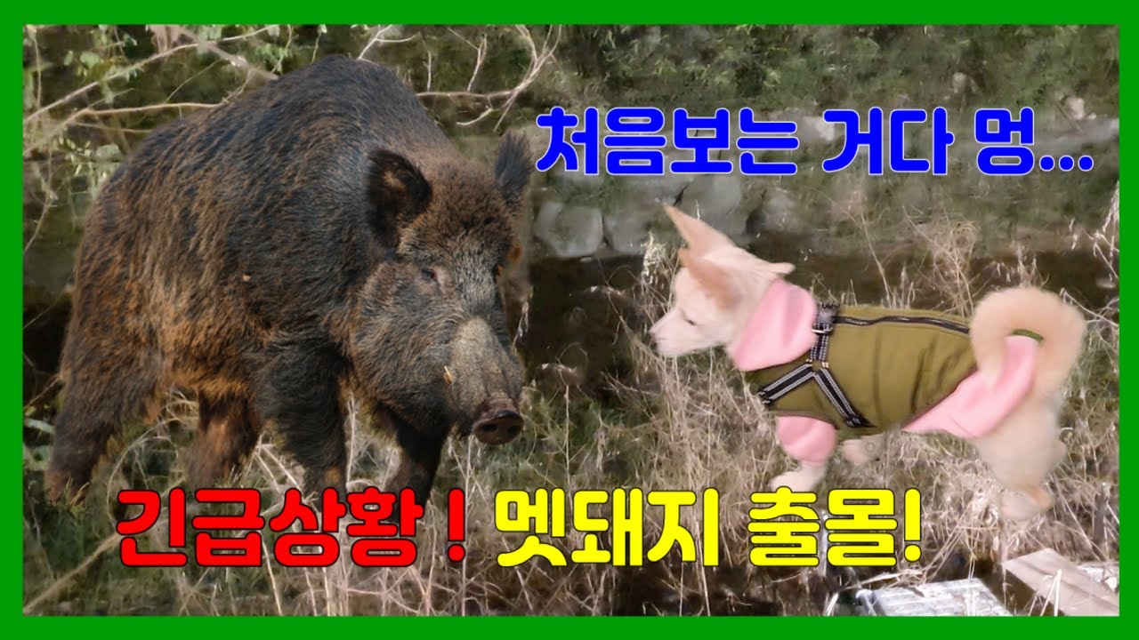 wild-boars-have-appeared