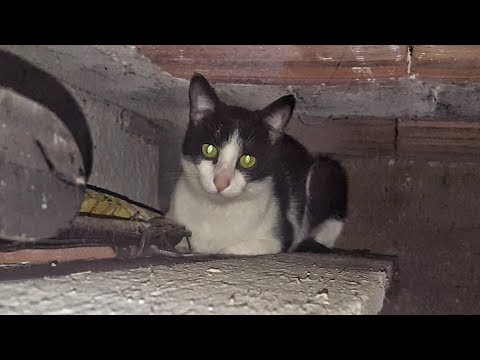 Video: Aggressione Nei Gatti (panoramica)