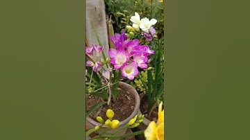Thumbnail of freesia flower plant ☘️ #garden #flowerbeauty #gardening #nature #colourfullflowers #flowers #rose