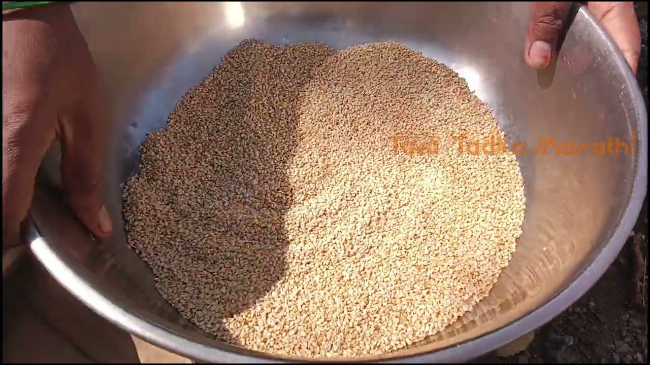 चुलीवर पारंपरिक पद्धतीचे तिळाचे लाडू  Indian Sesame Ladoo on Wood Fire | Silent Village Cooking ASMR