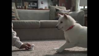 犬 Cm 最新一覧 Cm Navi 犬 Cm 最新一覧 Cm Navi
