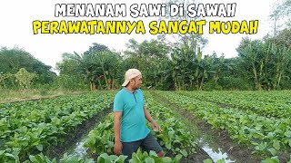 Mengapa Cara Menanam Sawi Di Sawah Lebih Mudah?