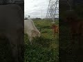 Super Cute Baby Cow