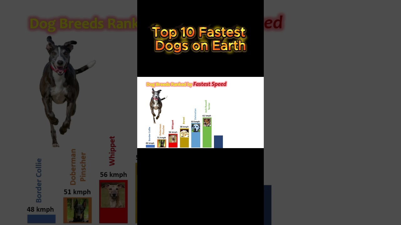 Top 10 Fastest Dogs 