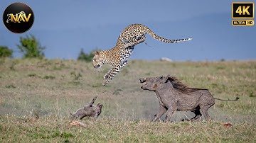 Survival Challenges in the Land of Predators: Epic Showdowns in TANZANIA | Wild Animal Documentary