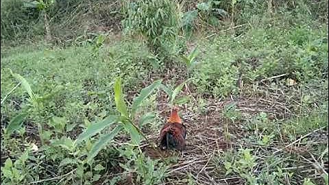 bẫy gà rừng mới nhất, gặp đại bàng,cuab qaib qus ntsib maum dav