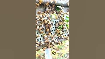 Bees collect pollen from flowers and store it. #bee #workerbee #beekeeper
